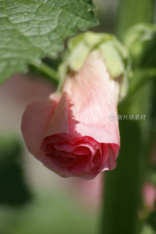 Alcea L。